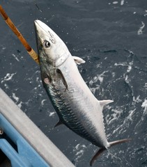 Scomberomorus cavalla