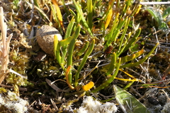Carmichaelia corrugata