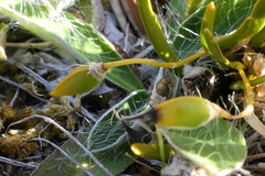 Carmichaelia corrugata