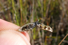 Carmichaelia corrugata