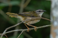 Myiothlypis rivularis