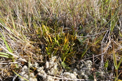 Carmichaelia corrugata