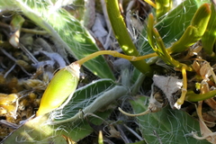 Carmichaelia corrugata