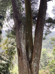 Calocedrus formosana