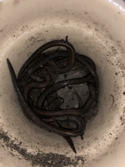 Batrachoseps attenuatus