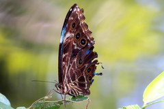 Morpho deidamia