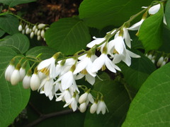 Styrax obassia