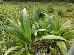 Molineria capitulata