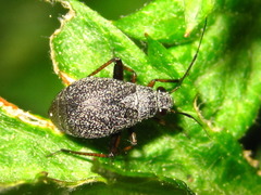 Orthocephalus funestus