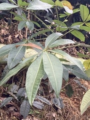 Pachira glabra