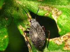 Orthocephalus funestus