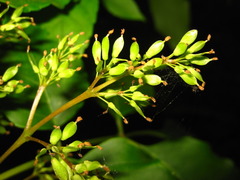 Fraxinus chinensis