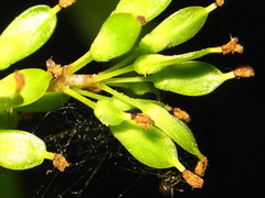 Fraxinus chinensis