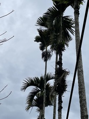 Areca