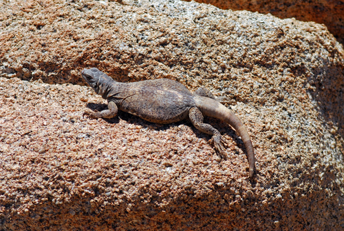 Common Chuckwalla