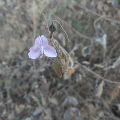 Carlowrightia pringlei