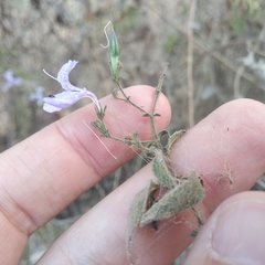 Carlowrightia pringlei