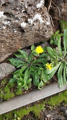 Taraxacum lidianum