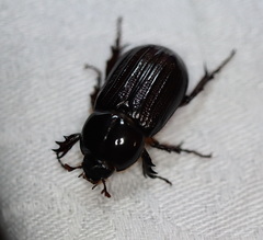 Semanopterus