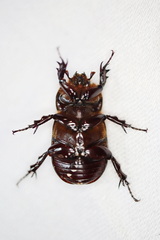 Semanopterus