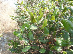 Rhus standleyi