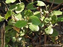 Rhus standleyi