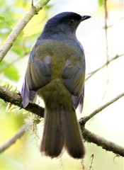 Phainoptila melanoxantha