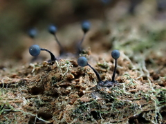 Lamproderma columbinum