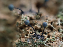 Lamproderma columbinum