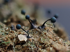 Lamproderma columbinum