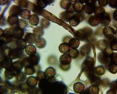 Lamproderma columbinum