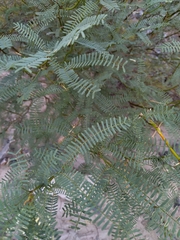 Prosopis flexuosa