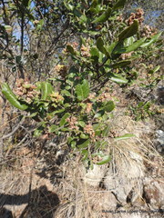 Rhus standleyi