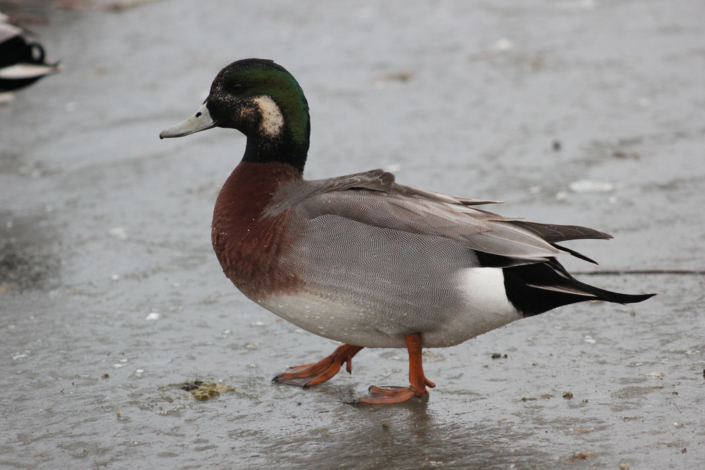 Mallard × American Wigeon