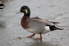 Anas platyrhynchos × Mareca americana