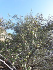 Rhus standleyi