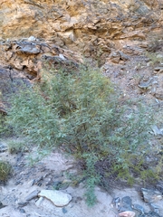 Prosopis flexuosa
