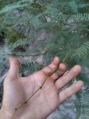 Prosopis flexuosa