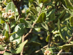 Rhus standleyi