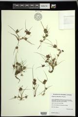 Cyperus diandrus