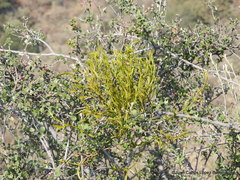 Phoradendron forestierae