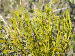 Phoradendron forestierae