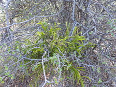 Phoradendron forestierae