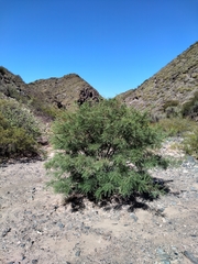 Prosopis chilensis