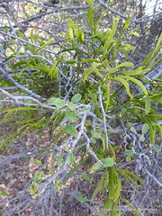 Phoradendron forestierae