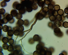 Lamproderma columbinum