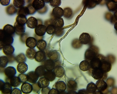 Lamproderma columbinum