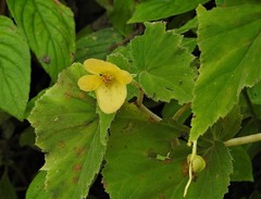 Begonia micranthera