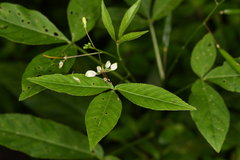 Cleome serrata