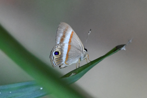 Purple-topped Euselasia